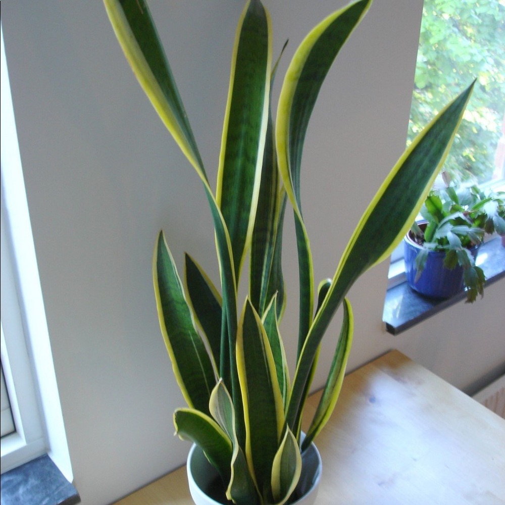 Special Air purifier mother-in-law tongue Plant - Picture 7 of 10